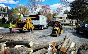 How Our Tree Care Process Works  in Lake Shore, MN